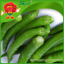 Wholesale Organic Cultivated green peppers fresh Cherry pepper